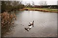 Greetham pond