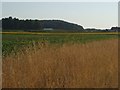 Landscape near Lynn