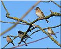 Birds Wintering by Pyrford