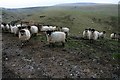SE0383 : Sheep above Stotgap Gill by Steve Partridge