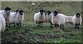 SE0383 : Sheep above Stotgap Gill (3) by Steve Partridge