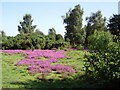 Heather on Yateley Common