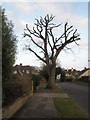 Severely pruned tree in Bellevue Lane