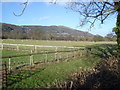 Sheep pasture near Coton Cottage Farm