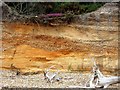 Stansood Bay Cliff Formation