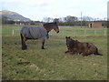 Stud farm horses