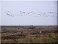 TR2369 : Brent Geese over Reculver oyster farm by Richard Dorrell