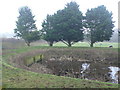 Farm pond at Up Sydling Farm