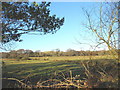 Grazing land north of Tan-y-bryn