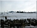 Startled Geese in a field near Auchlishie, Kirriemuir