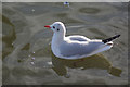 Black Headed Gull, Daventry Reservoir