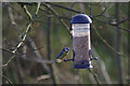 Blue Tit, Daventry Country Park