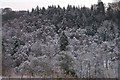 Winter woodland, Craighall, north of Blairgowrie