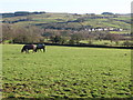 Grazing land near Pasture House