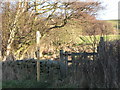 Footpath across The Haining