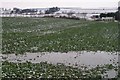 Fields at Blacklaw