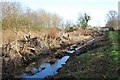 Montgomery Canal tree stub removal