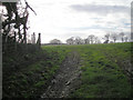 Field with grazing sheep.