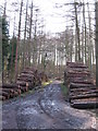 Timber stacks, Hawkshaw Gill Wood