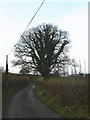 Oak tree, winter