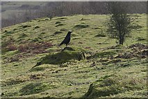 SO7639 : Crow and Ant Hills on Hangmans Hill by Bob Embleton
