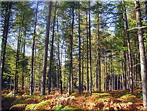 SU2506 : Tall Conifers in the Bouldrewood area by Gillian Thomas