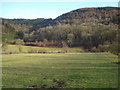 Meadows in the Redlake valley