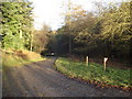 Forest track near Meeroak Farm