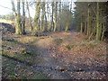 Forest path near Meeroak Farm