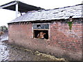 Cowshed, Hoole Bank, Cheshire