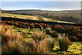 Moorland Around Hudson Gill