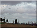 Rooks, maize stubble, and a winter sky