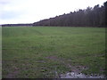 Woods off Painsbrook Lane