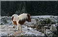 Pony near Gruids