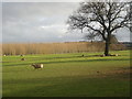 Farmland looking towards The Hayes