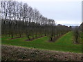 Apple orchard at North Perrott, Somerset