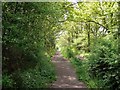 Bridleway, Frith Wood