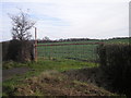 Gate & crops in field off the B4386