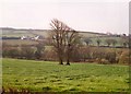 Trees in a field, Tremeere Manor, Lanivet