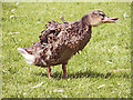 TL6832 : Mallard Duck at Finchingfield by Christine Matthews