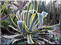 An Agave at the Cactus Nursery, Ashington, Sussex