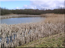 TL7320 : Lakes, Great Notley Country Park by John Lemay