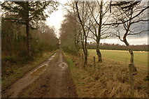 NH6856 : Track in Bog of Shannon Wood by Steven Brown