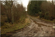 NH6856 : Track junction in Bog of Shannon Wood by Steven Brown