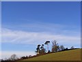 Copse on hillside, Avon Dassett