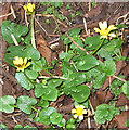 Celandines in the hedgerow