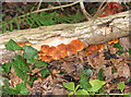 Shiny fungus near Kempley Brook