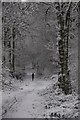 Snow scene in Hawley Wood