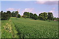 Kirkby-in-Ashfield - cornfield and church