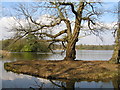 Chillington Pool, Chillington Estate